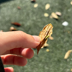 主婦まよの日記アイコン画像