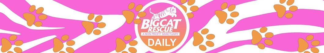 DailyBigCat ইউটিউব চ্যানেল অ্যাভাটার
