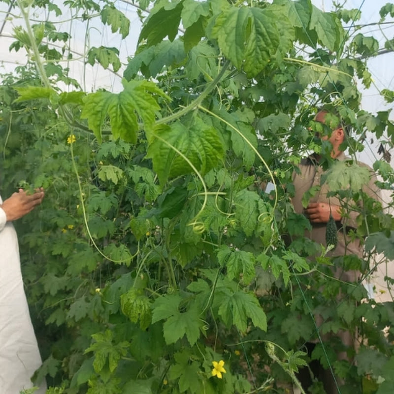 #Desi_Agriculture_Videos