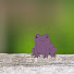 F5uMEbmuQjs-channel-avatar-MoggleFrog