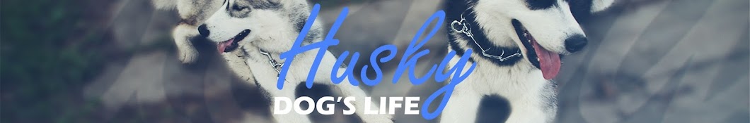 Siberian Husky رمز قناة اليوتيوب