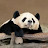 Panda camera CH