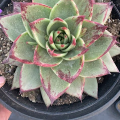 인천올리브다육