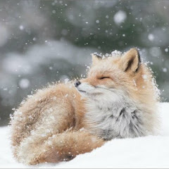 FOXGAMES