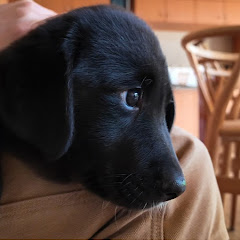 保護犬「つき」と暮らす日々