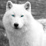 jRCMh_fMezc-channel-avatar-White Lobos Gaming