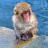 Japan Monkey Traveler