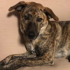 元猟犬りゅうちゃんねる