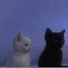 8ewvOn6M0pA-channel-avatar-Midnight Isolation