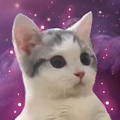 Moggies