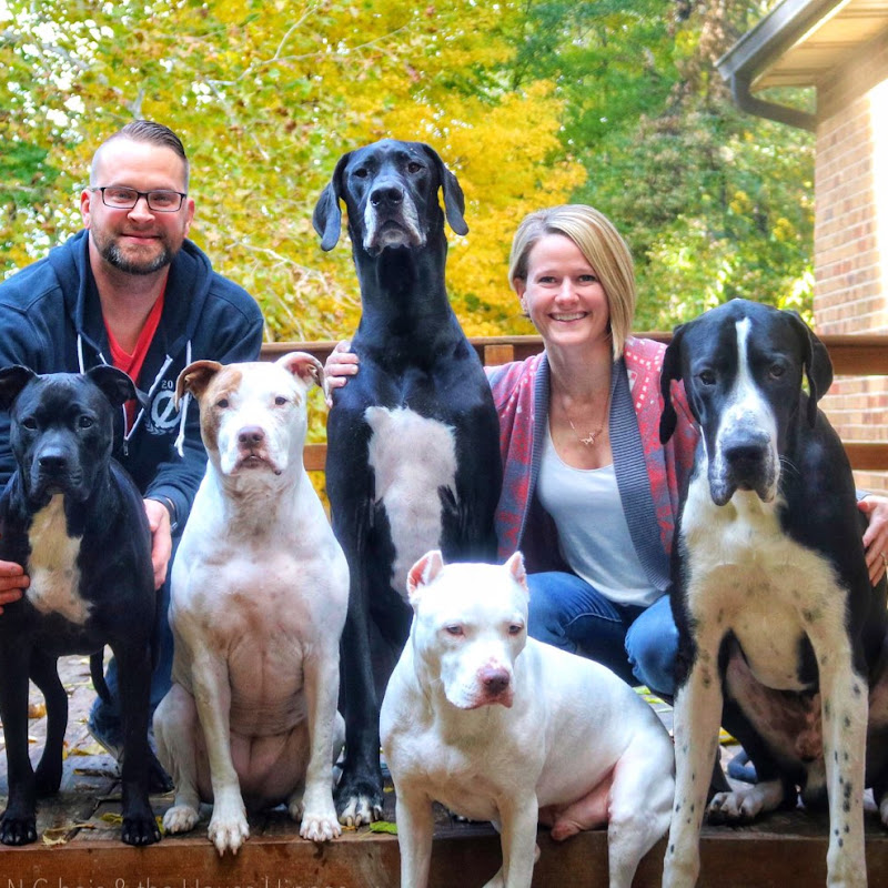 Dogs & Other Unsolicited Advice