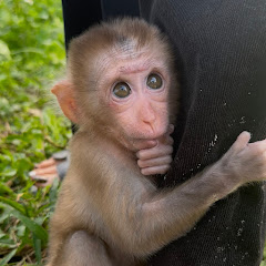 Monkey Luccy 168