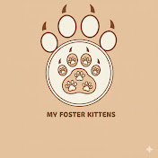my foster kittens