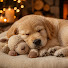 ebYQtWGF7cY-channel-avatar-Restful Dog Music