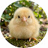 UrzV2Z6-ghI-channel-avatar-Fluffy Beans