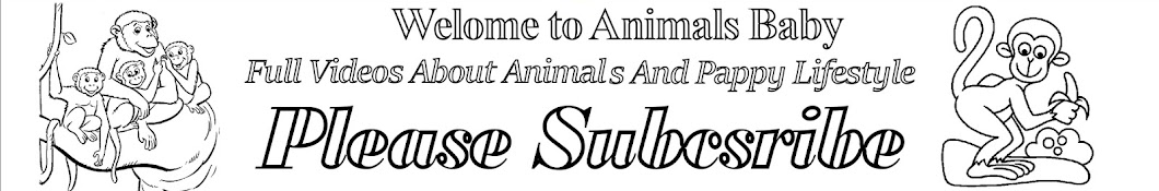 Animal Baby Avatar de chaîne YouTube