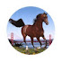 INGKOFymWrI-channel-avatar-Bay Area Equestrian Network