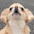 うわうわ犬のハナ