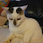 meowskikapowski123