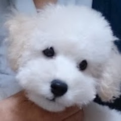 Ikuko G・ (らんぷ猫)