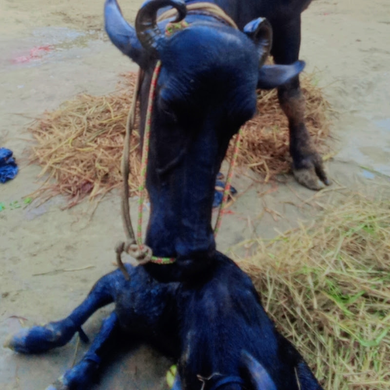 Duet yadav shorts 67