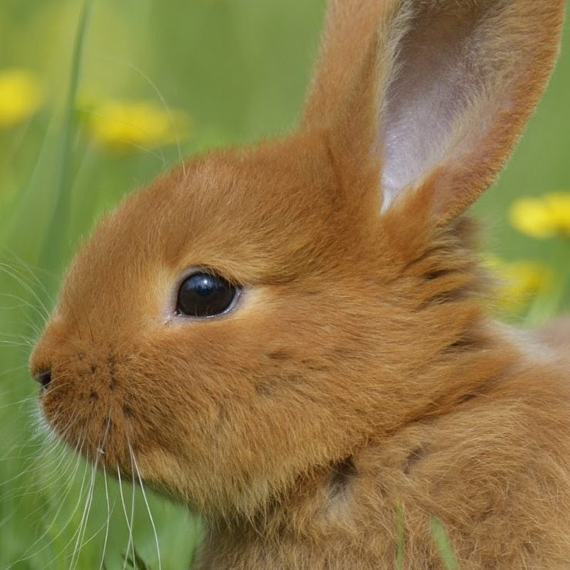The Rabbit Hole Archive