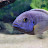 @somethingsfishy9253 Avatar