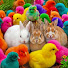 8UXOx9psF1A-channel-avatar-Ayam Diah