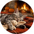 AkIq9D2n5ZU-channel-avatar-Lovely Cat Music