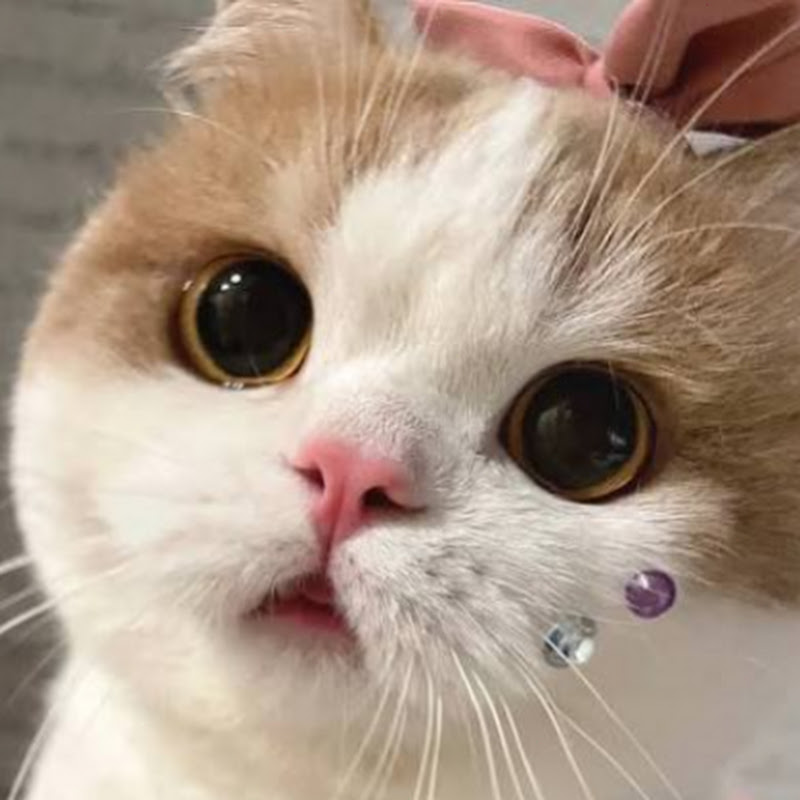 Paw Tales