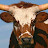 Brown and white bull