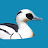 k1qx_4svzGo-channel-avatar-イーパの野鳥観察日記【野鳥200種の撮影に挑戦中】