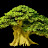 bonsai budidaya