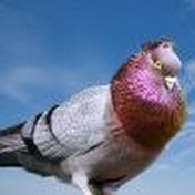 Pigeon Trix