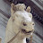 Caligulas horse