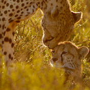 Africa Serengeti