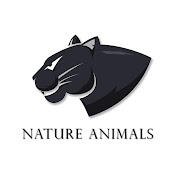 Nature Animals Film