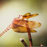 p1_8NiOyvPM-channel-avatar-Pink Dragonfly Wingz