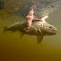 M_hPsCLK5zM-channel-avatar-Diary of a Trout Fisherman