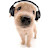 @ILOVEDOGS3773