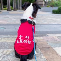 边牧果冻アイコン画像