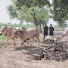 Vi-2QfQi_i8-channel-avatar-Stunning Charda Punjab 