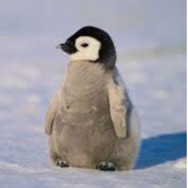 Mrpenguin