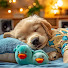 Kxb6vtI5SoQ-channel-avatar-Healing Melody for Dog