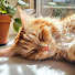 L18HXUTfn_Q-channel-avatar-Sleepy Cat TV