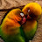 @shiban2100__SHAIKH Avatar