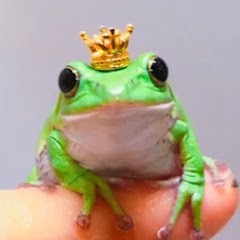 あるごん  カエル情報