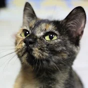 AquaCat　隠れ猫チャンネル