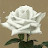 @베르-w8j