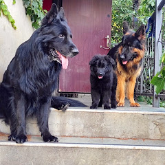Smart brave dogs LG